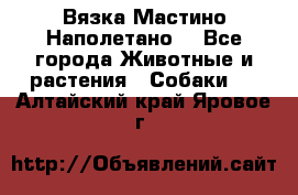 Вязка Мастино Наполетано  - Все города Животные и растения » Собаки   . Алтайский край,Яровое г.